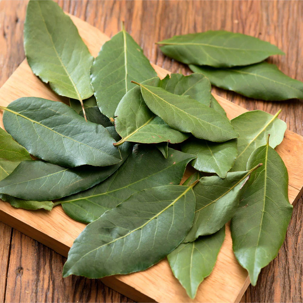 Bay Laurel - USDA Organic - Image 5