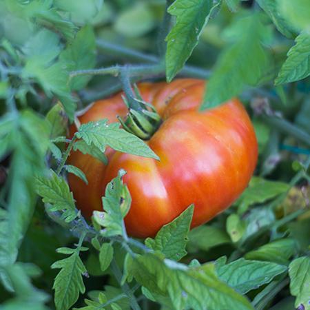 Beefsteak Tomato Plant - USDA Organic - Image 2