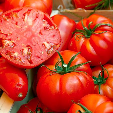 Beefsteak Tomato Plant - USDA Organic - Image 4