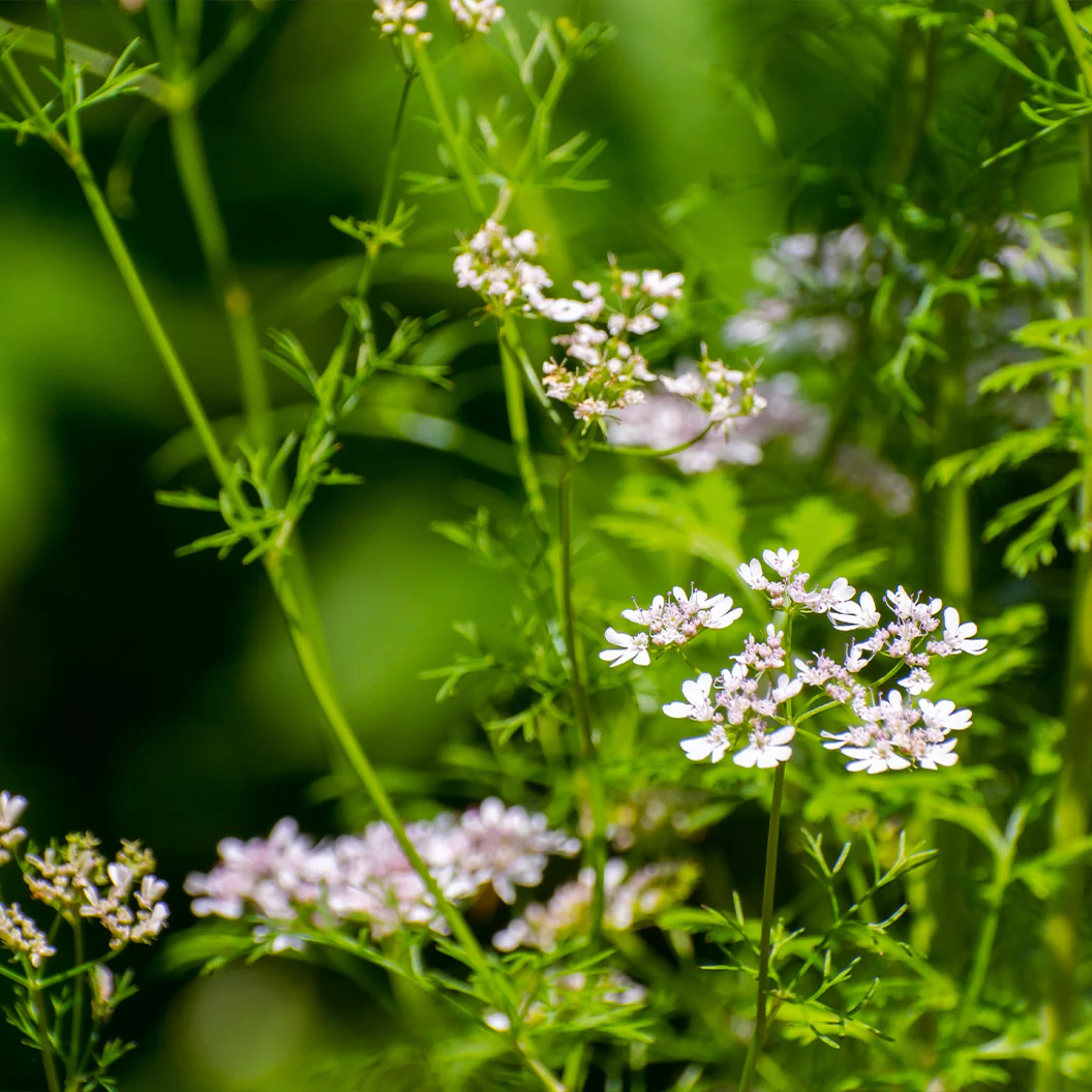 Cilantro Plant - USDA Organic - Image 3