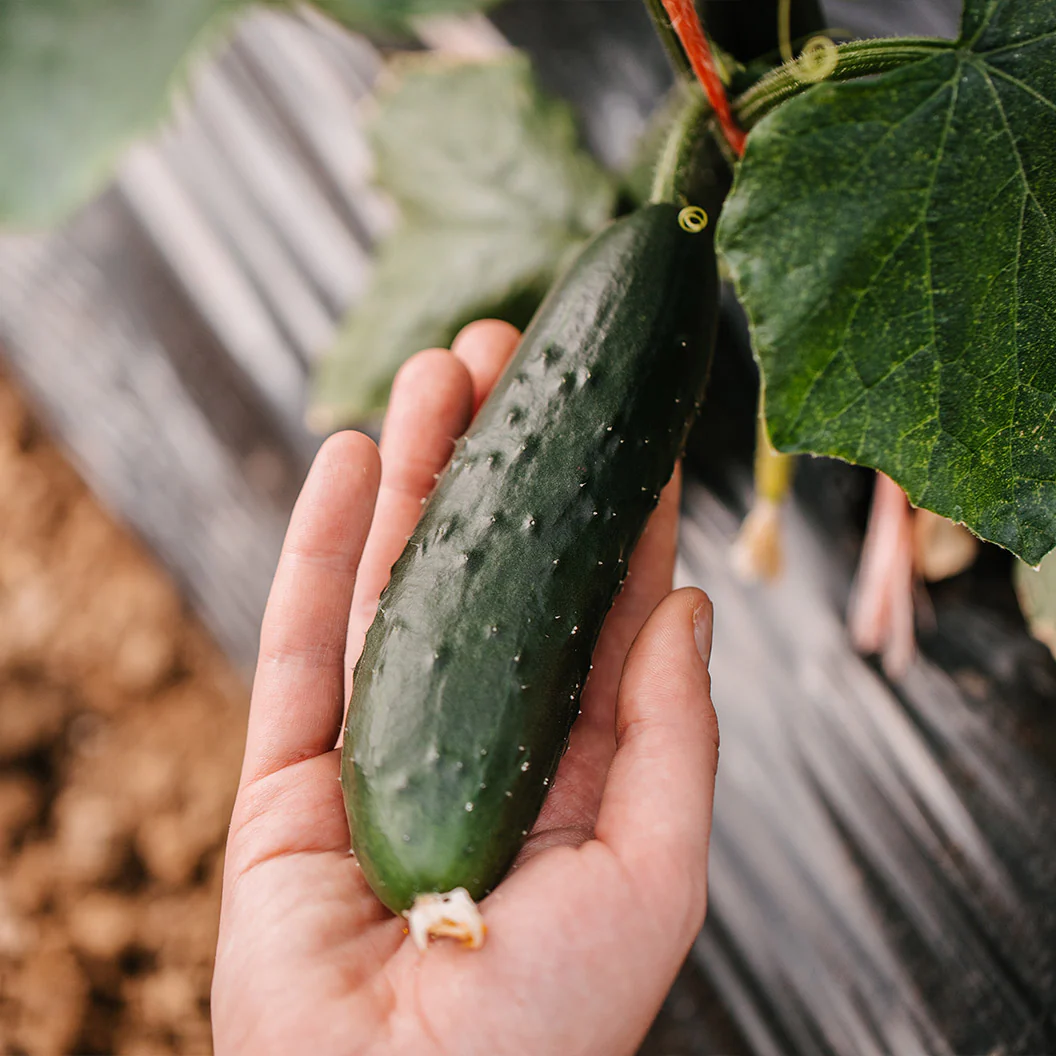 Organic Cucumber Salad Bush - Image 3