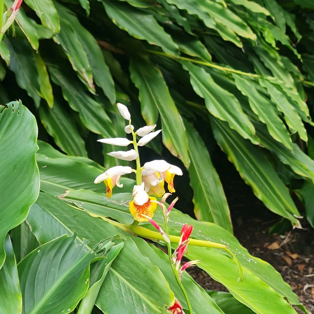 Dwarf Cardamom - USDA Organic - Image 2