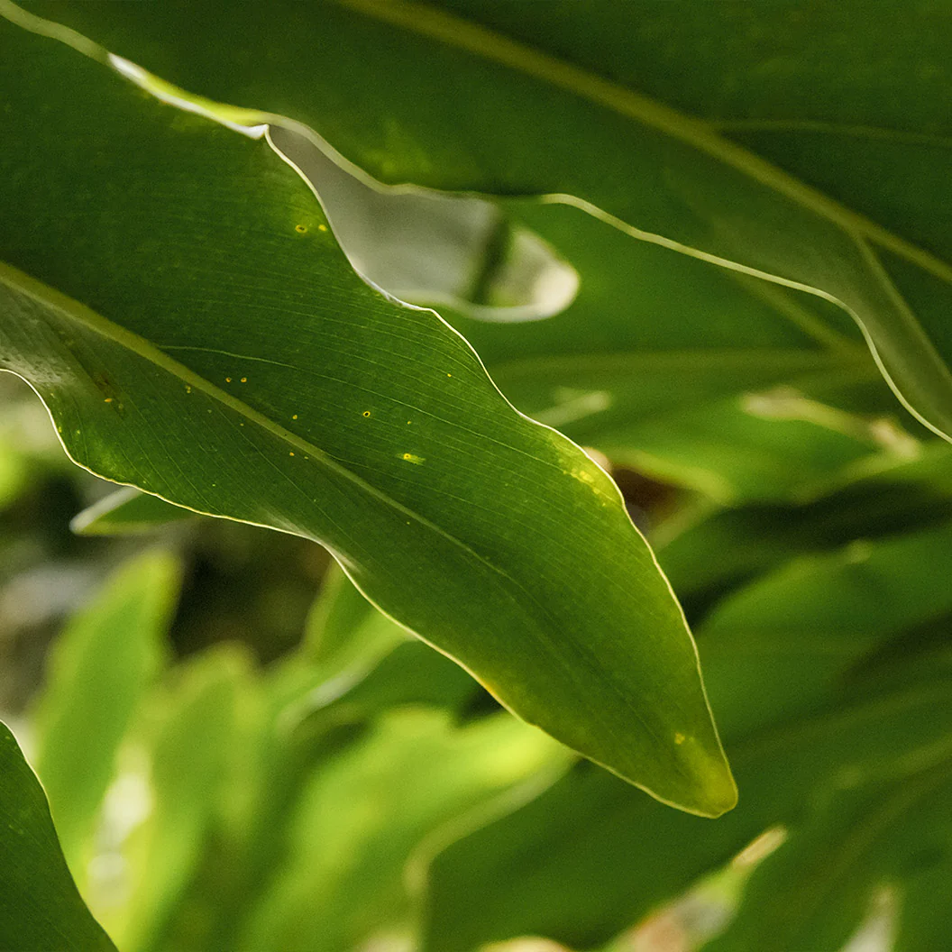 Dwarf Cardamom - USDA Organic - Image 3