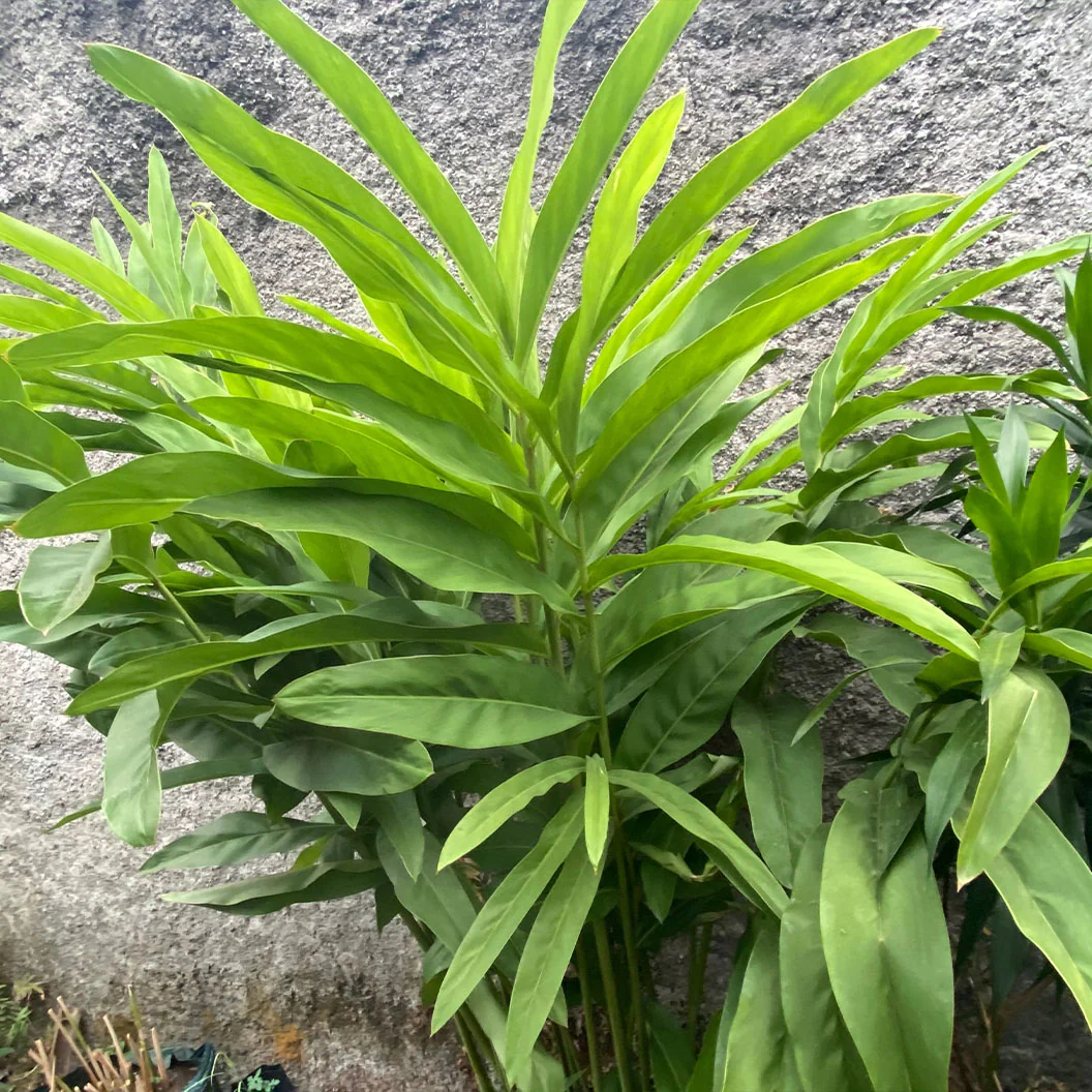 Dwarf Cardamom - USDA Organic - Image 4