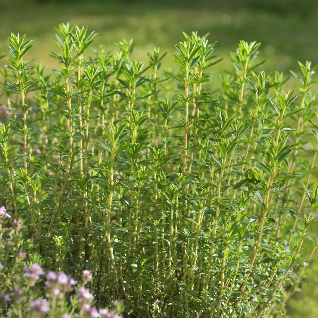 French Thyme Plant - USDA Organic - Image 2