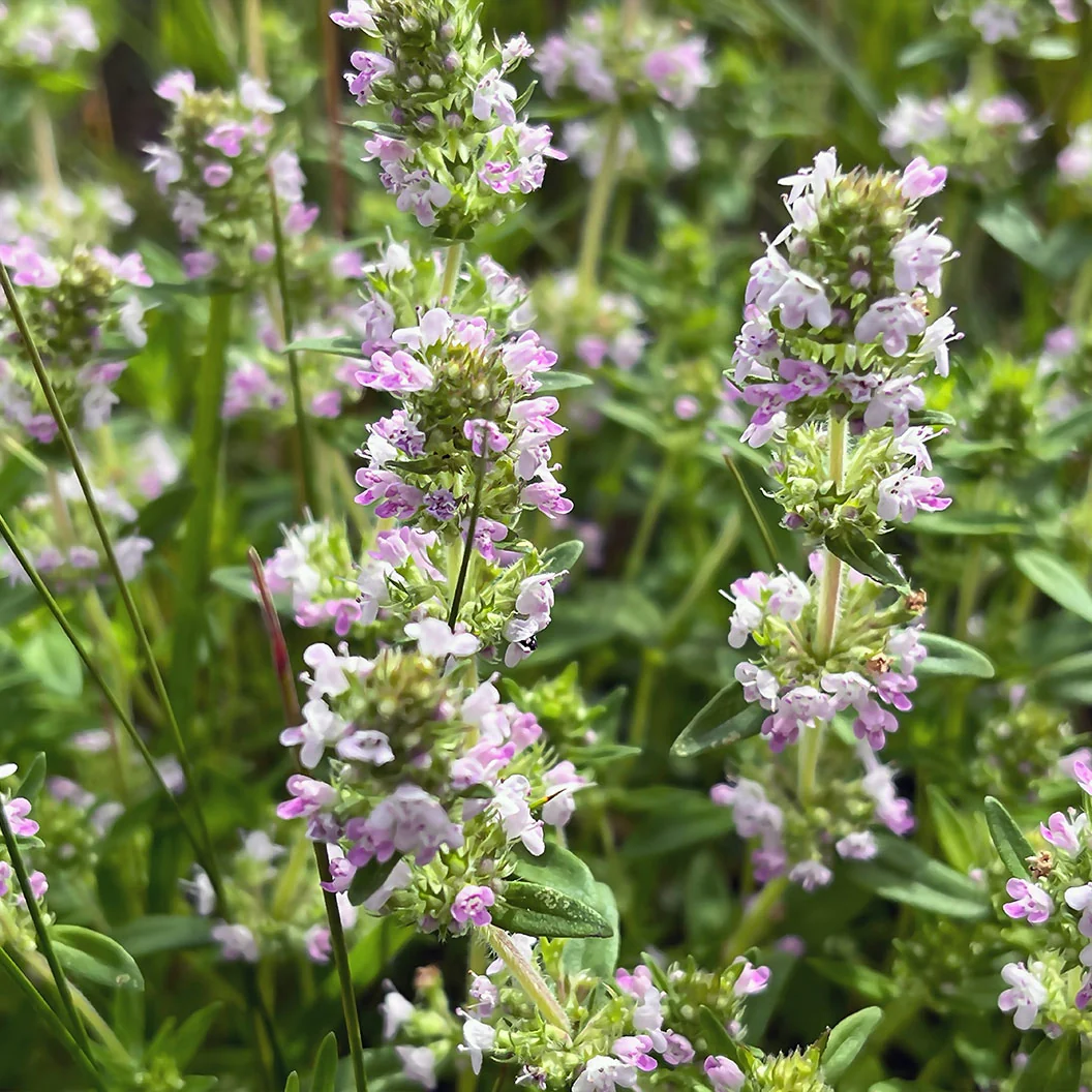 French Thyme Plant - USDA Organic - Image 3