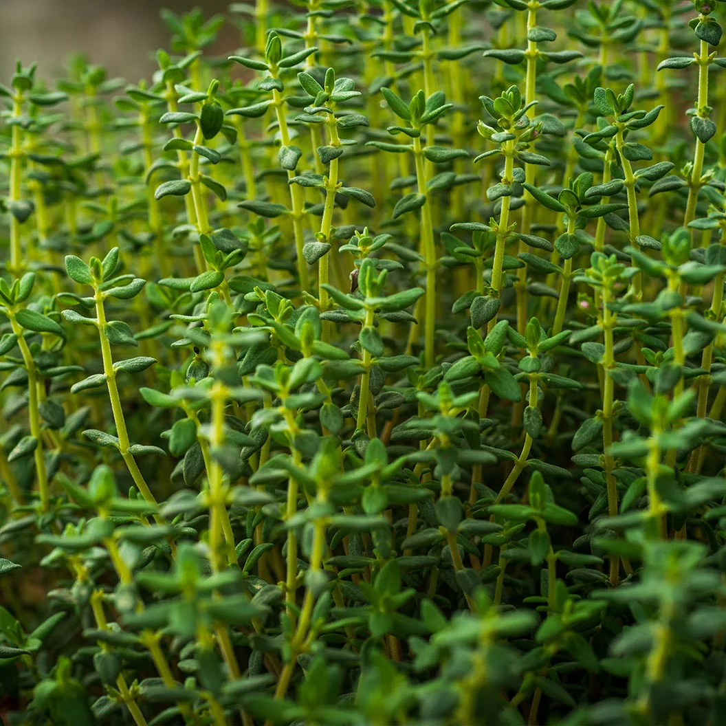 French Thyme Plant - USDA Organic - Image 4