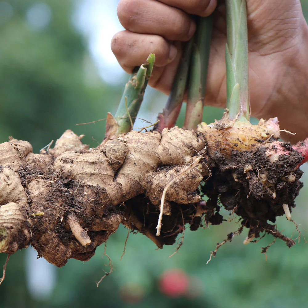 Ginger Plant - USDA Organic - Image 2
