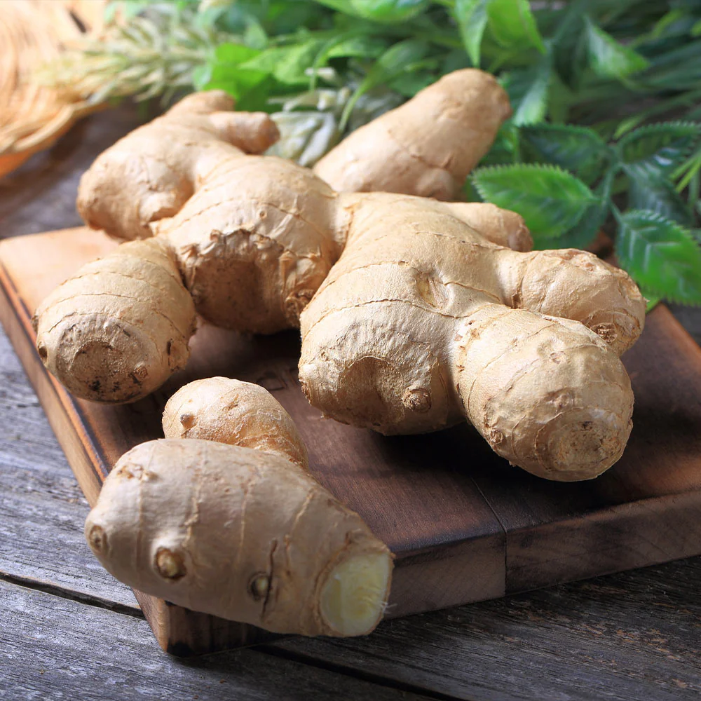 Ginger Plant - USDA Organic - Image 3
