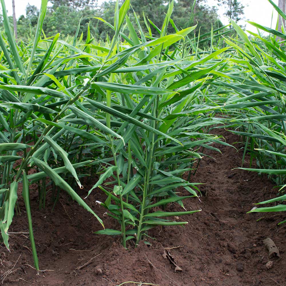 Ginger Plant - USDA Organic - Image 4