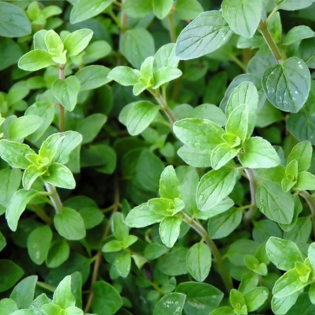 Greek Oregano Plant - USDA Organic - Image 2