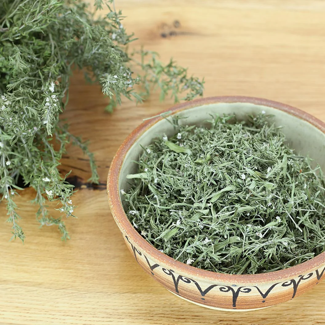 Greek Oregano Plant - USDA Organic - Image 4