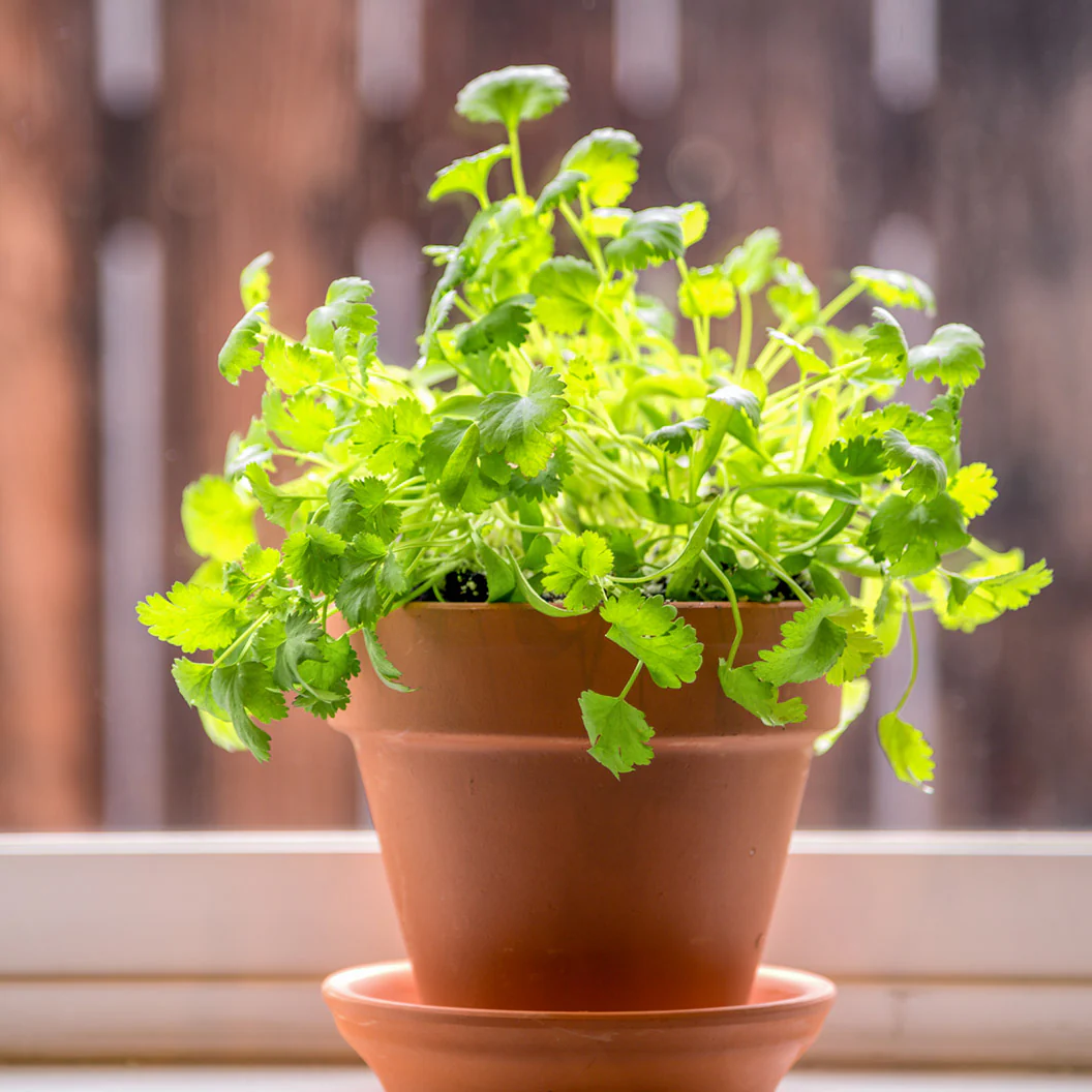 Italian Parsley Plant - USDA Organic - Image 2