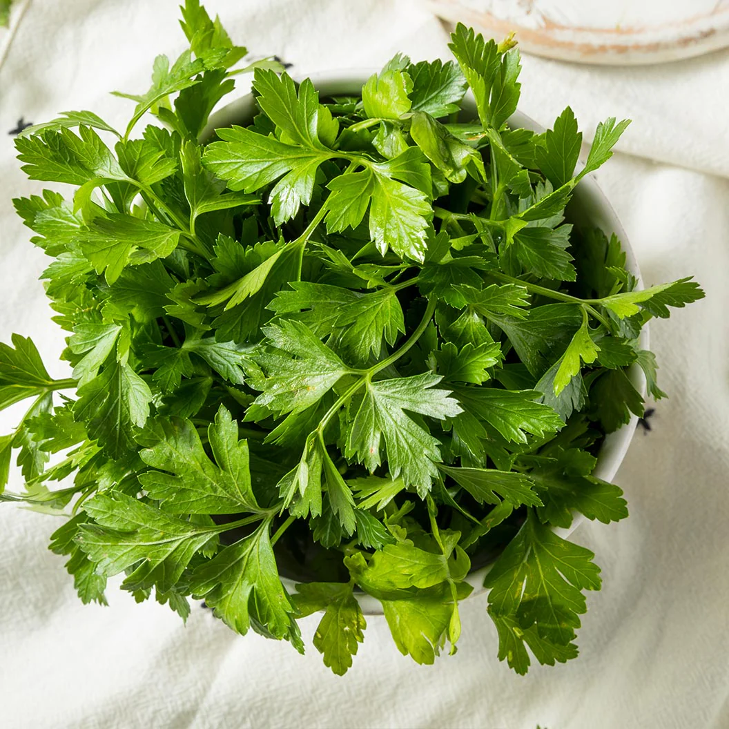 Italian Parsley Plant - USDA Organic - Image 3
