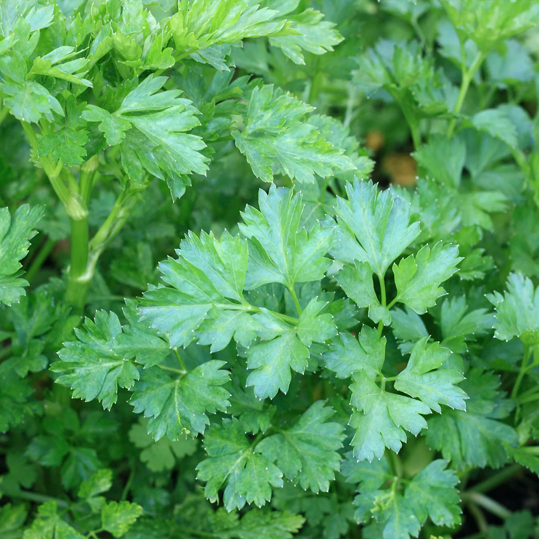 Italian Parsley Plant - USDA Organic - Image 4