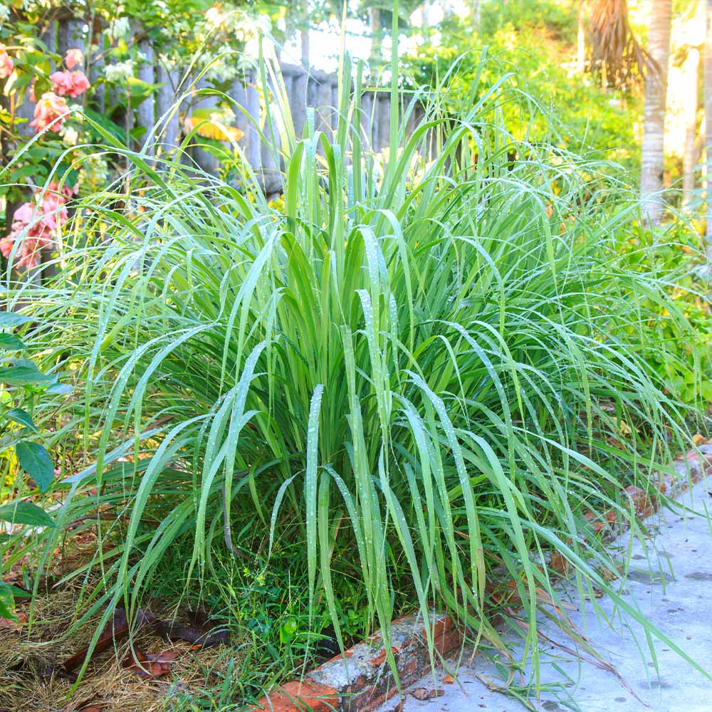 Lemongrass - USDA Organic - Image 2