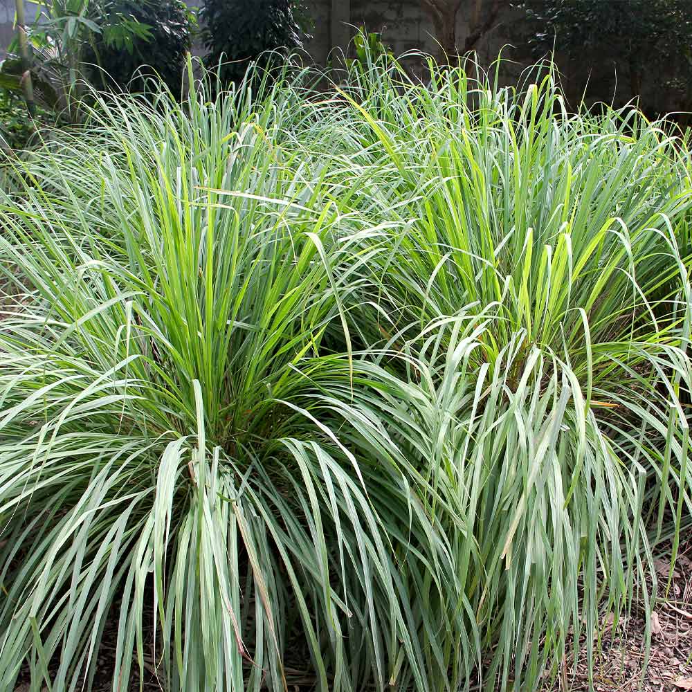 Lemongrass - USDA Organic - Image 4