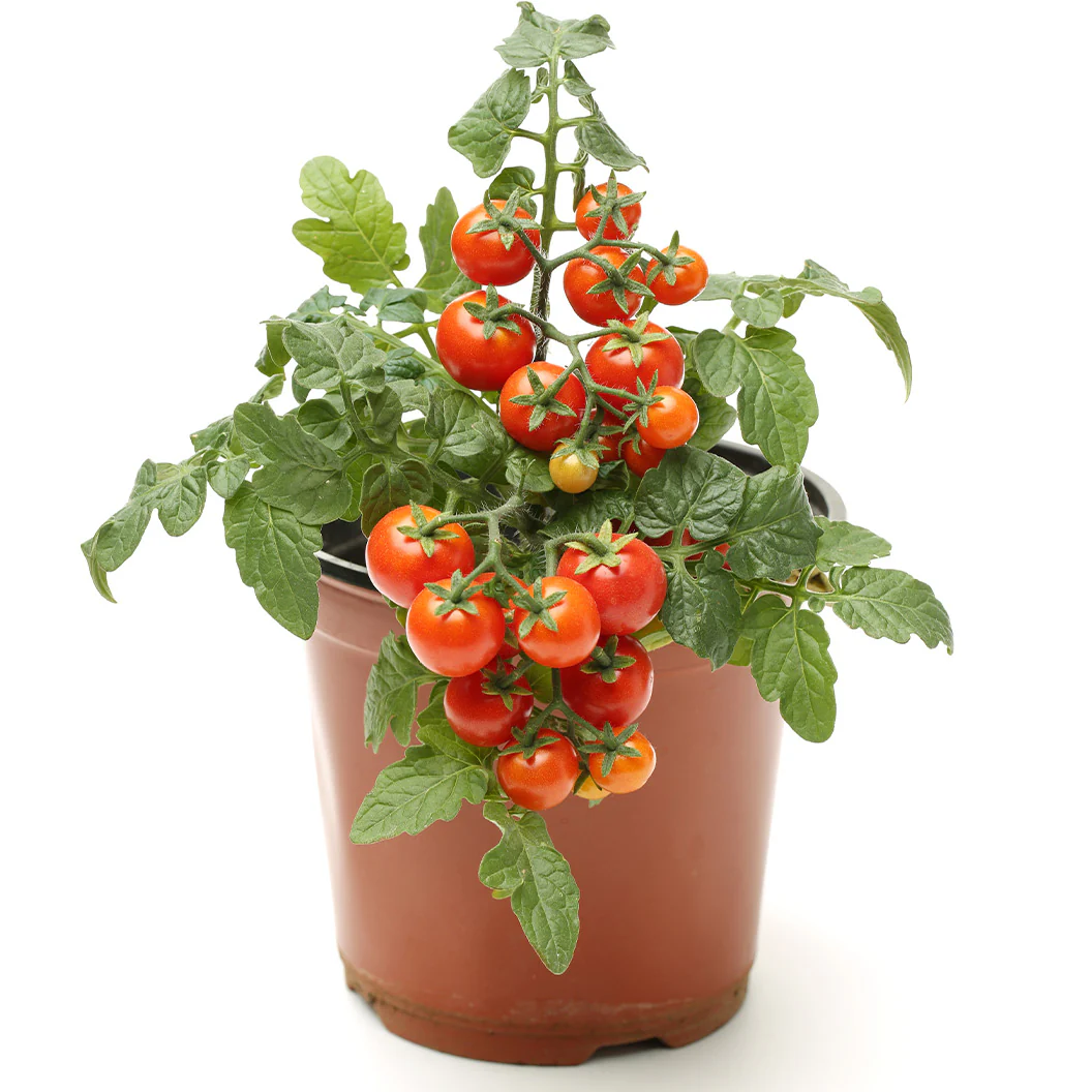 Little Bing Cherry Tomato Plant - USDA Organic - Image 3