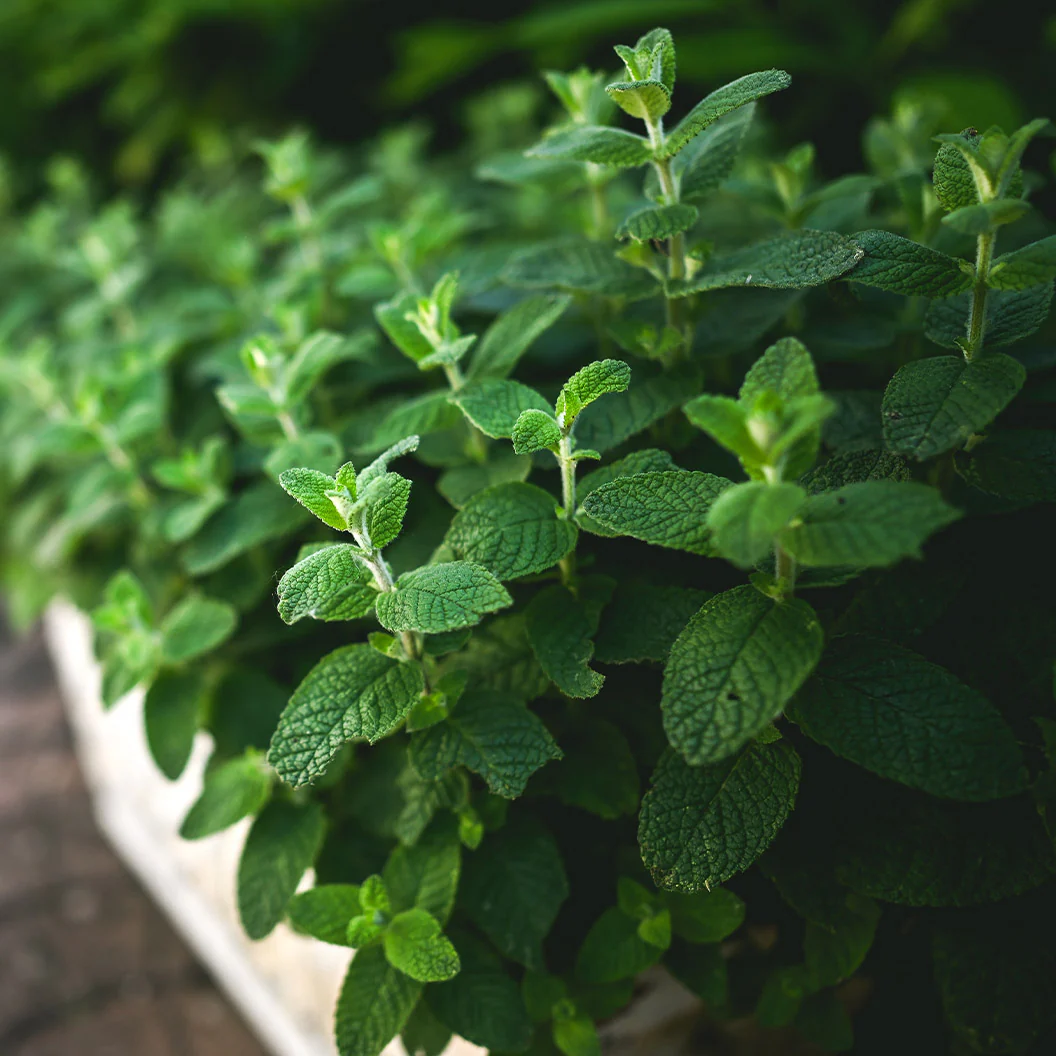 Mojito Mint Plant - USDA Organic - Image 2