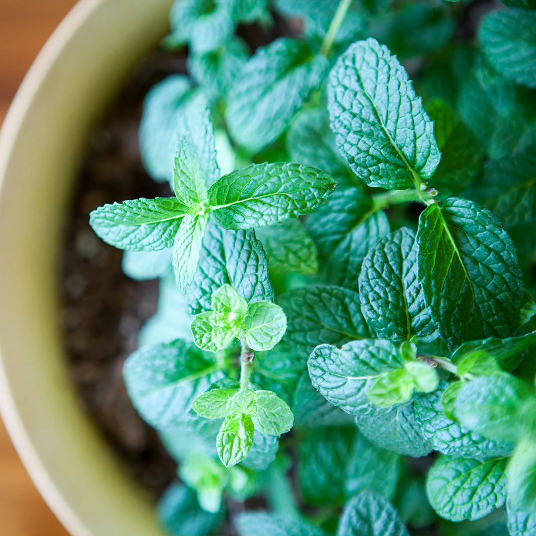 Mojito Mint Plant - USDA Organic - Image 3