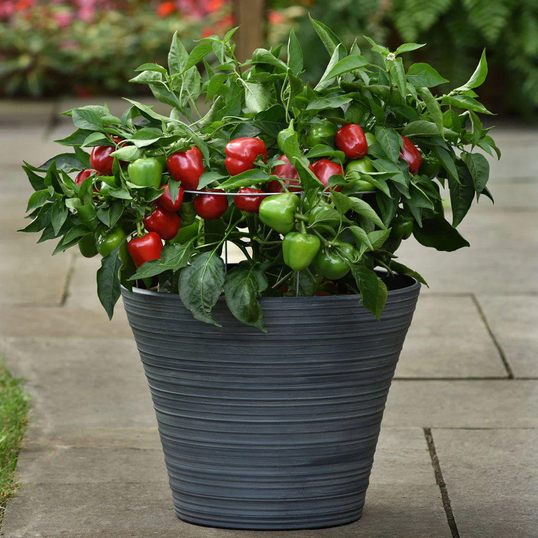 Snackabelle Red Pepper Plant - USDA Organic - Image 2