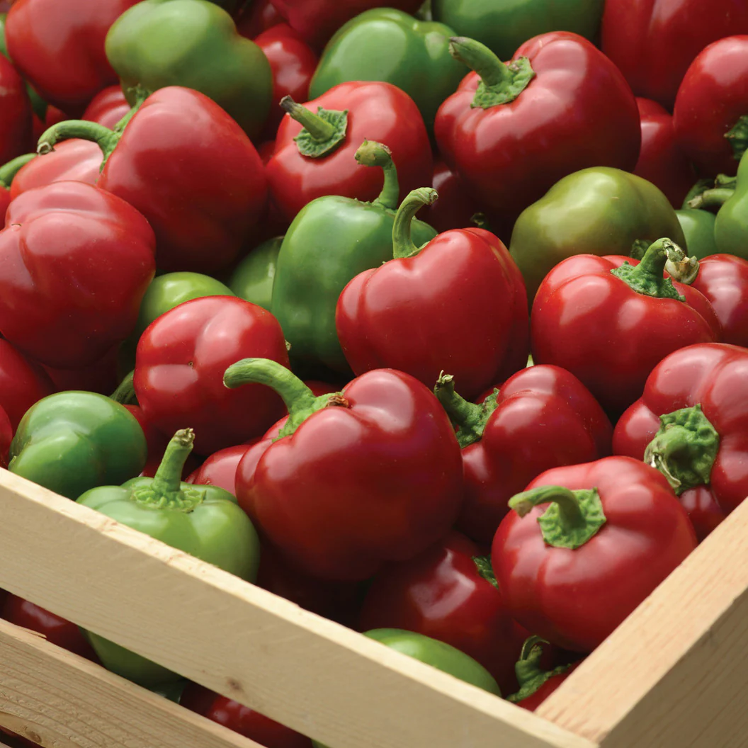 Snackabelle Red Pepper Plant - USDA Organic - Image 3