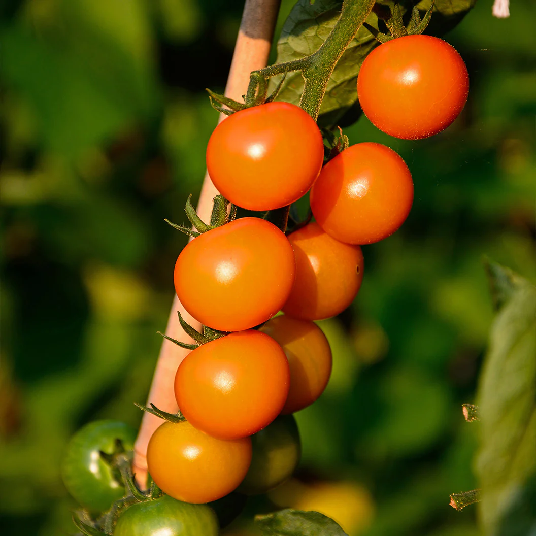 Sungold Cherry Tomato Plant - USDA Organic - Image 2