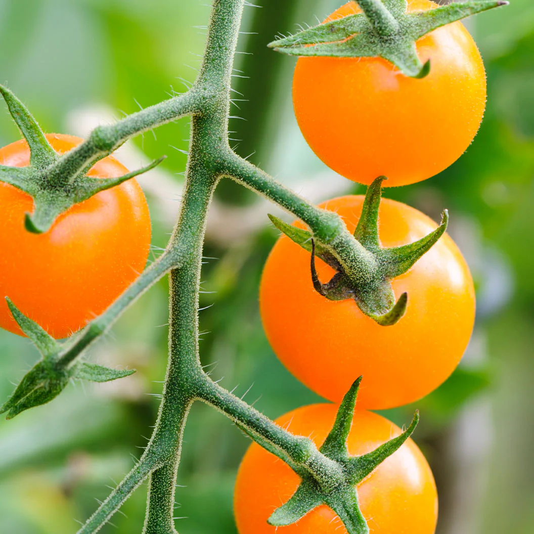 Sungold Cherry Tomato Plant - USDA Organic - Image 3