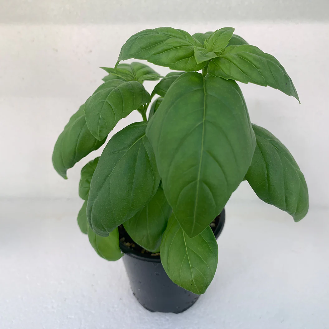 Sweet Basil Plant - USDA Organic - Image 3