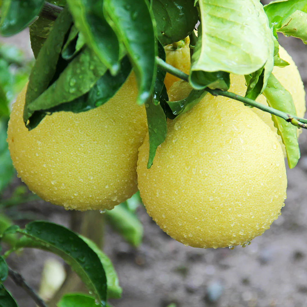 Oroblanco Grapefruit Tree - Image 3