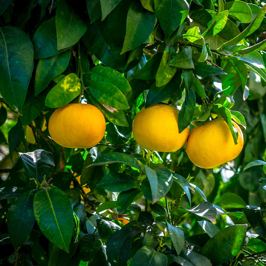 Oroblanco Grapefruit Tree - Image 4