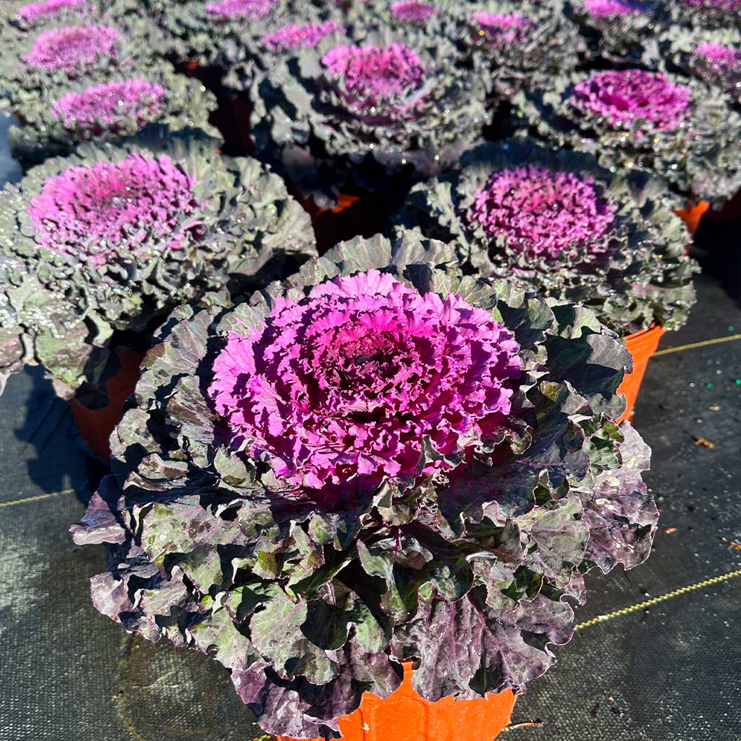 Osaka Red Ornamental Cabbage - Image 2