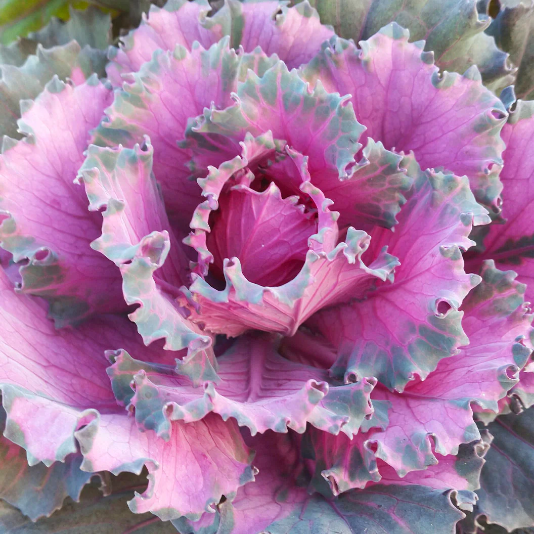 Osaka Red Ornamental Cabbage - Image 3