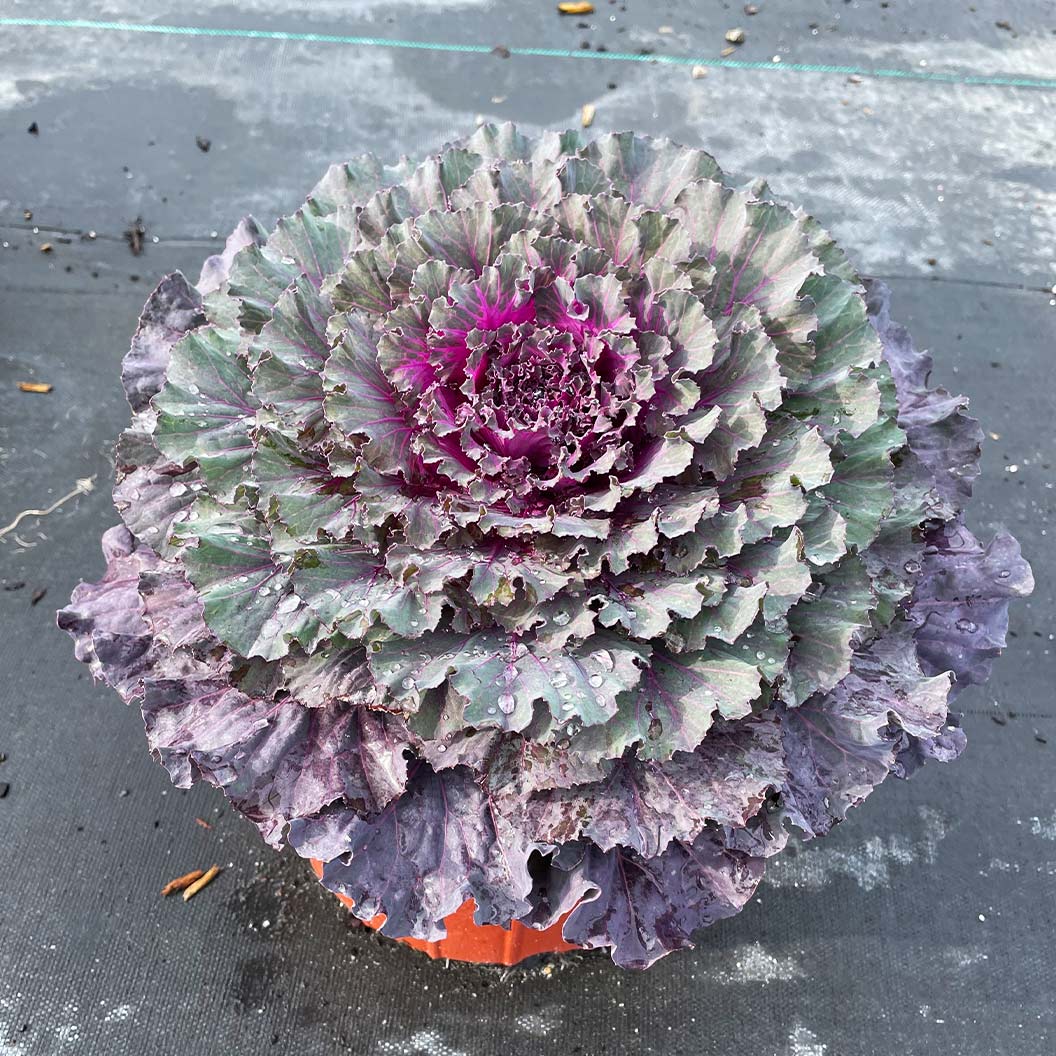 Osaka Red Ornamental Cabbage - Image 4