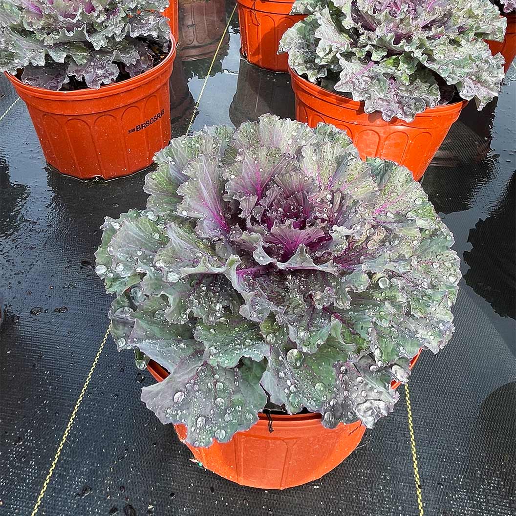 Osaka Red Ornamental Cabbage - Image 5