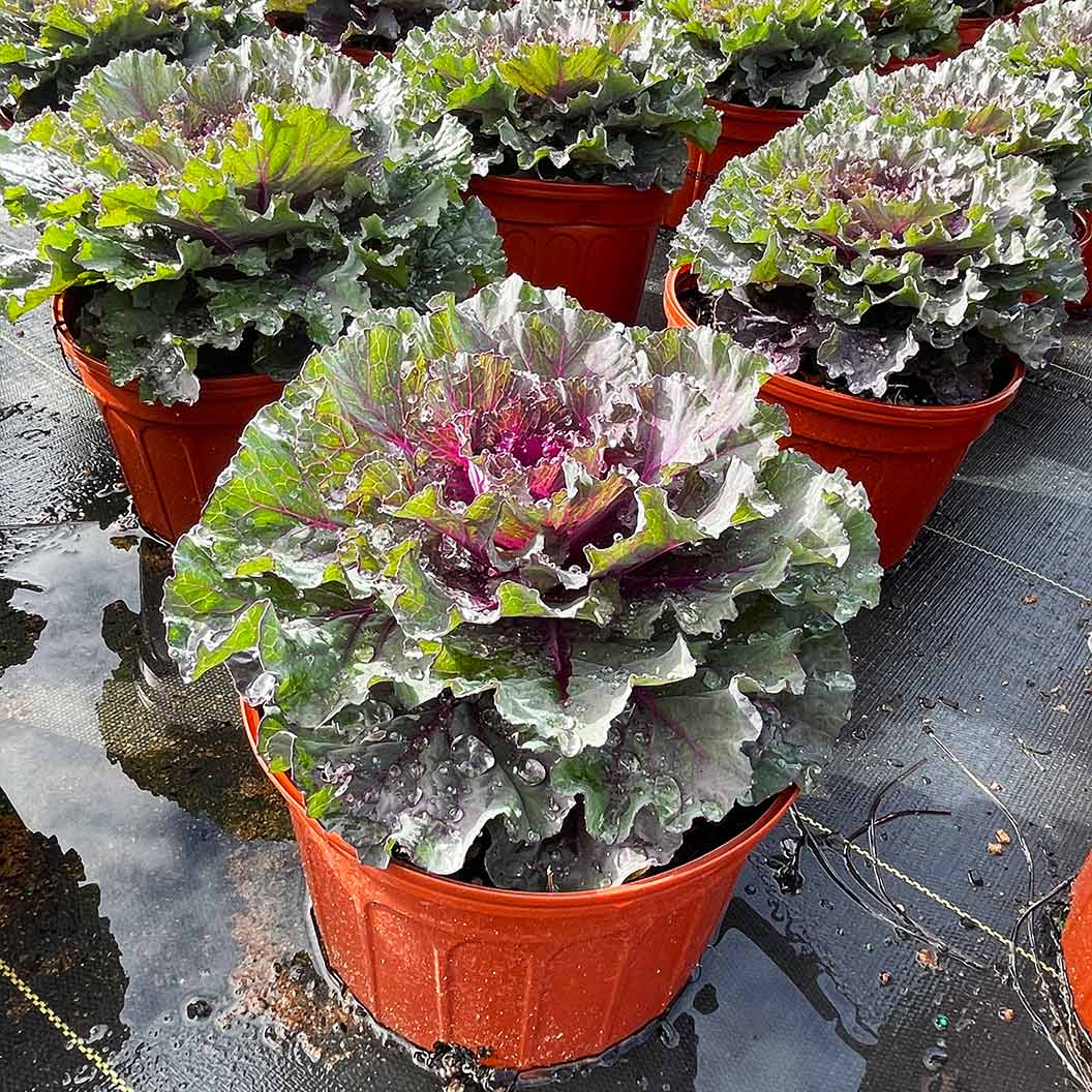 Osaka Red Ornamental Cabbage - Image 6