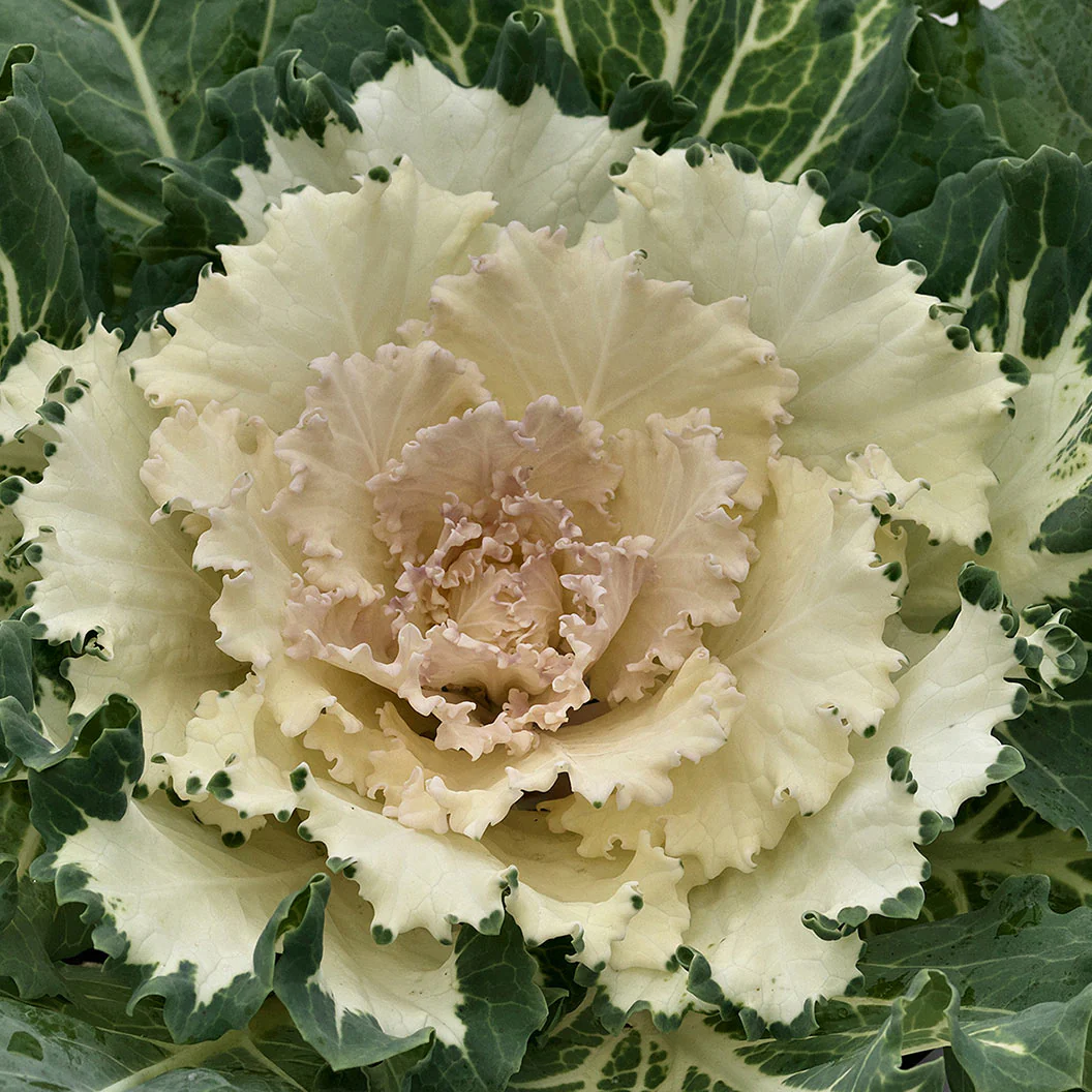 ‘Osaka White’ Ornamental Cabbage - Image 2