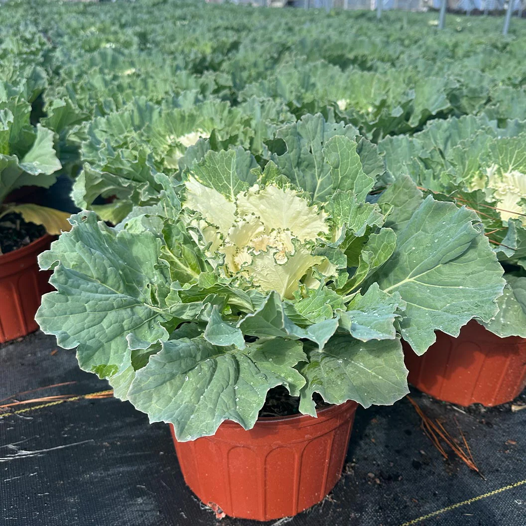 ‘Osaka White’ Ornamental Cabbage - Image 3