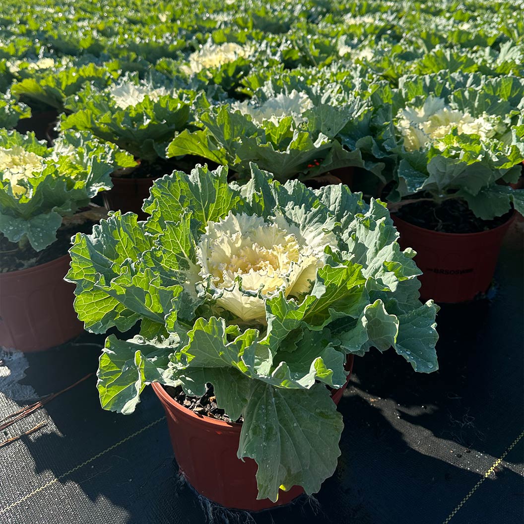 ‘Osaka White’ Ornamental Cabbage - Image 4