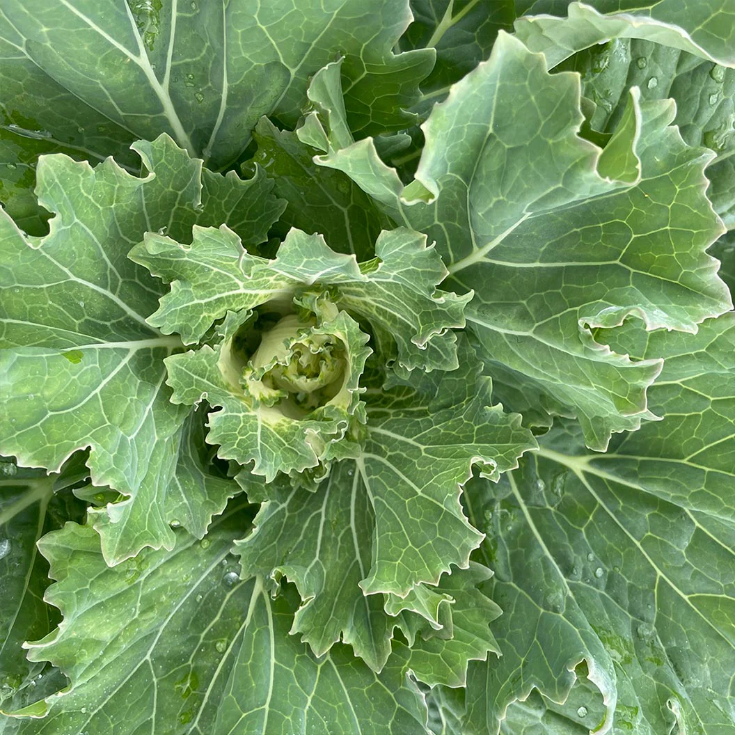 ‘Osaka White’ Ornamental Cabbage - Image 5