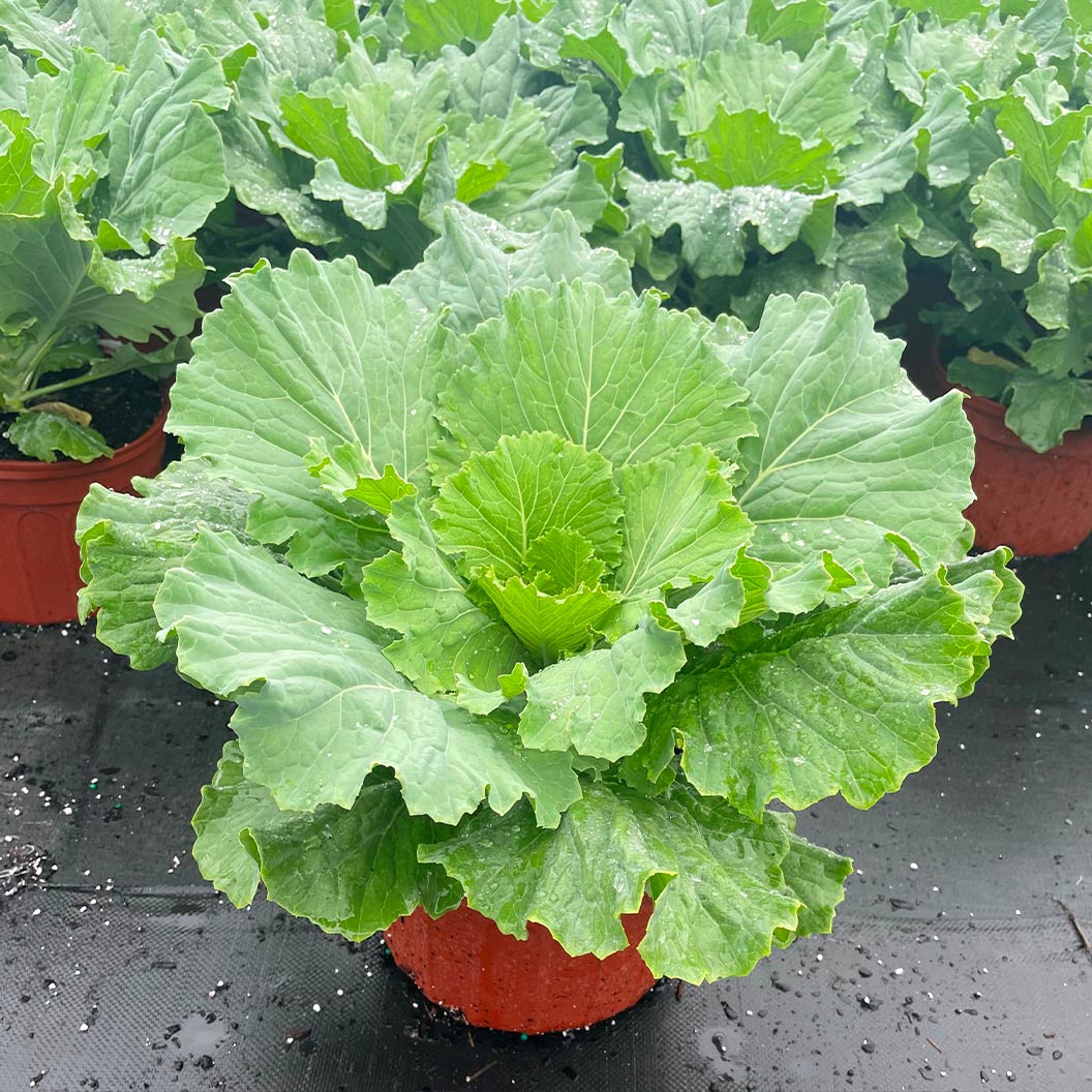 ‘Osaka White’ Ornamental Cabbage - Image 6