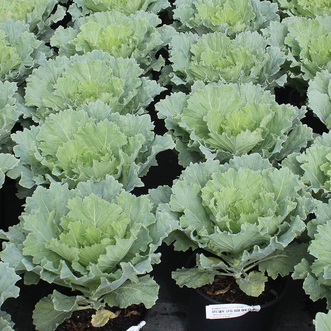 ‘Osaka White’ Ornamental Cabbage - Image 7
