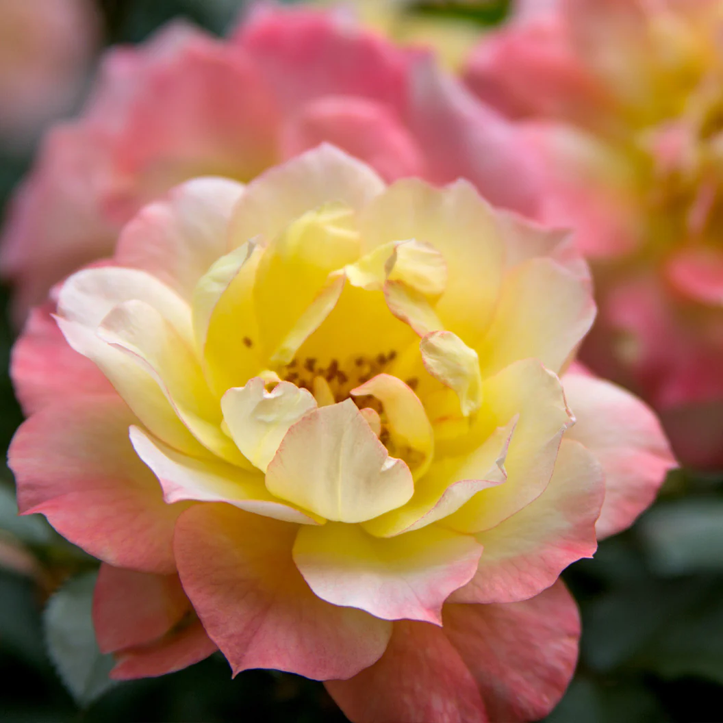 Proven Winners® Oso Easy Italian Ice® Rose Shrub - Image 2