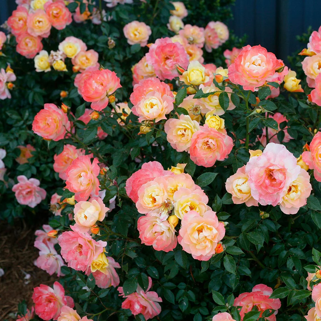 Proven Winners® Oso Easy Italian Ice® Rose Shrub - Image 3