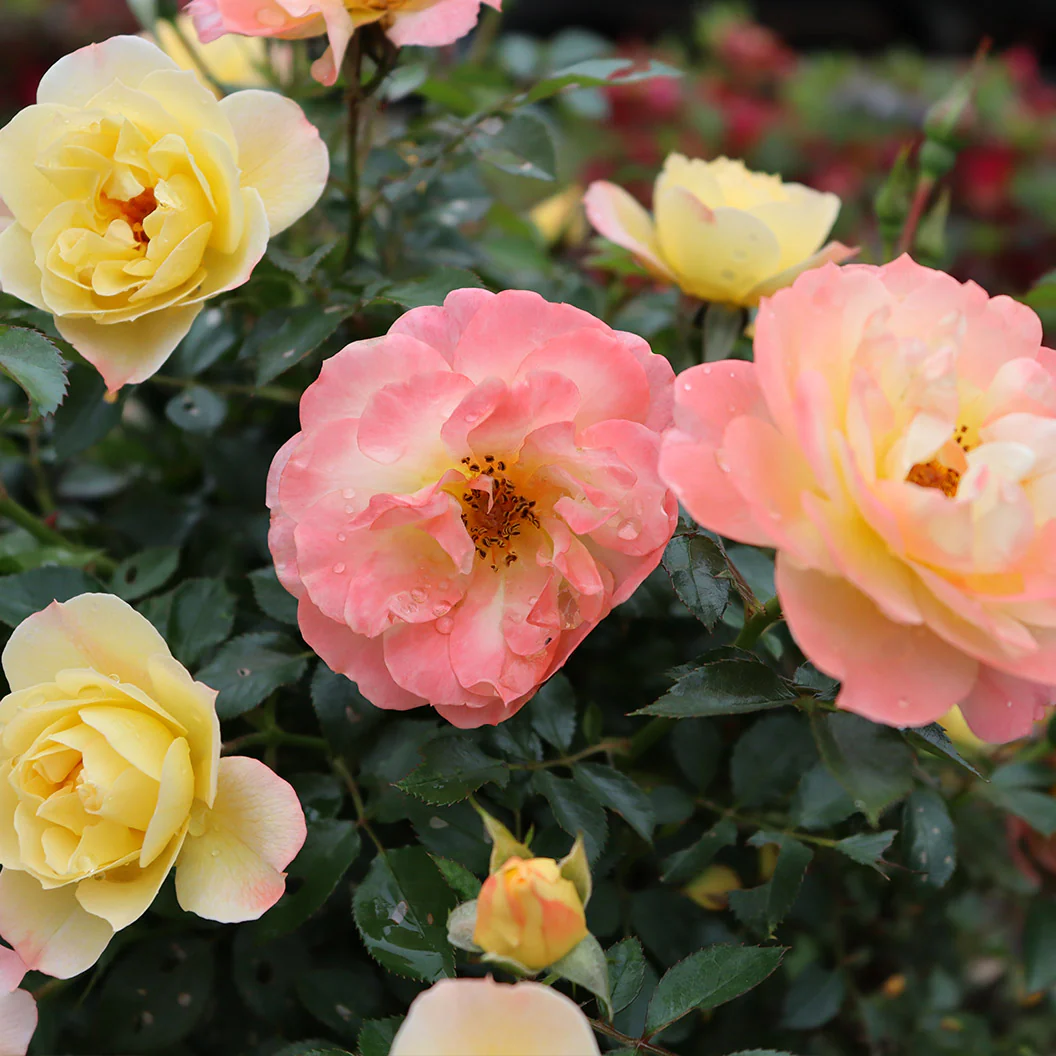 Proven Winners® Oso Easy Italian Ice® Rose Shrub - Image 4