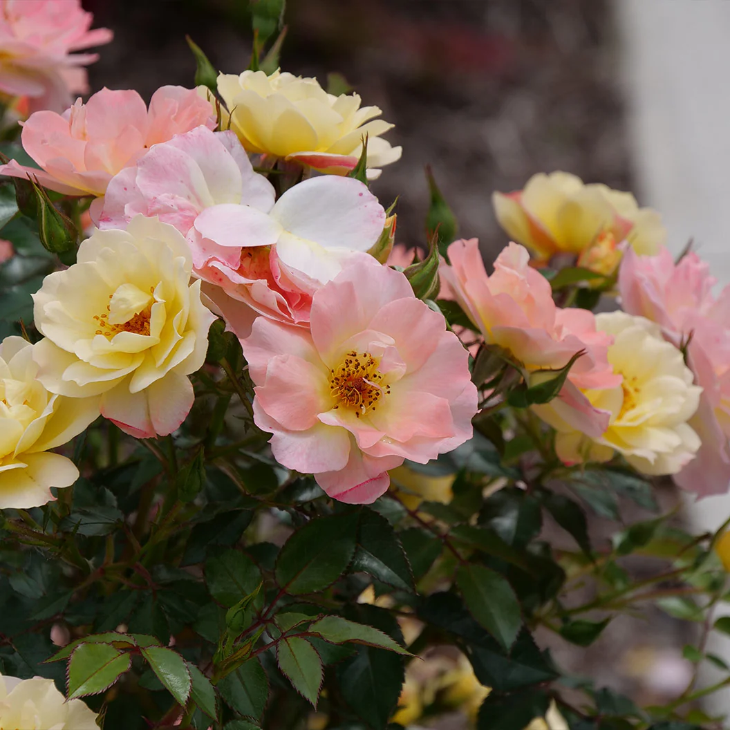 Proven Winners® Oso Easy Italian Ice® Rose Shrub - Image 5