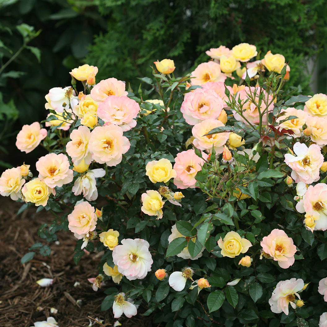 Proven Winners® Oso Easy Italian Ice® Rose Shrub - Image 6