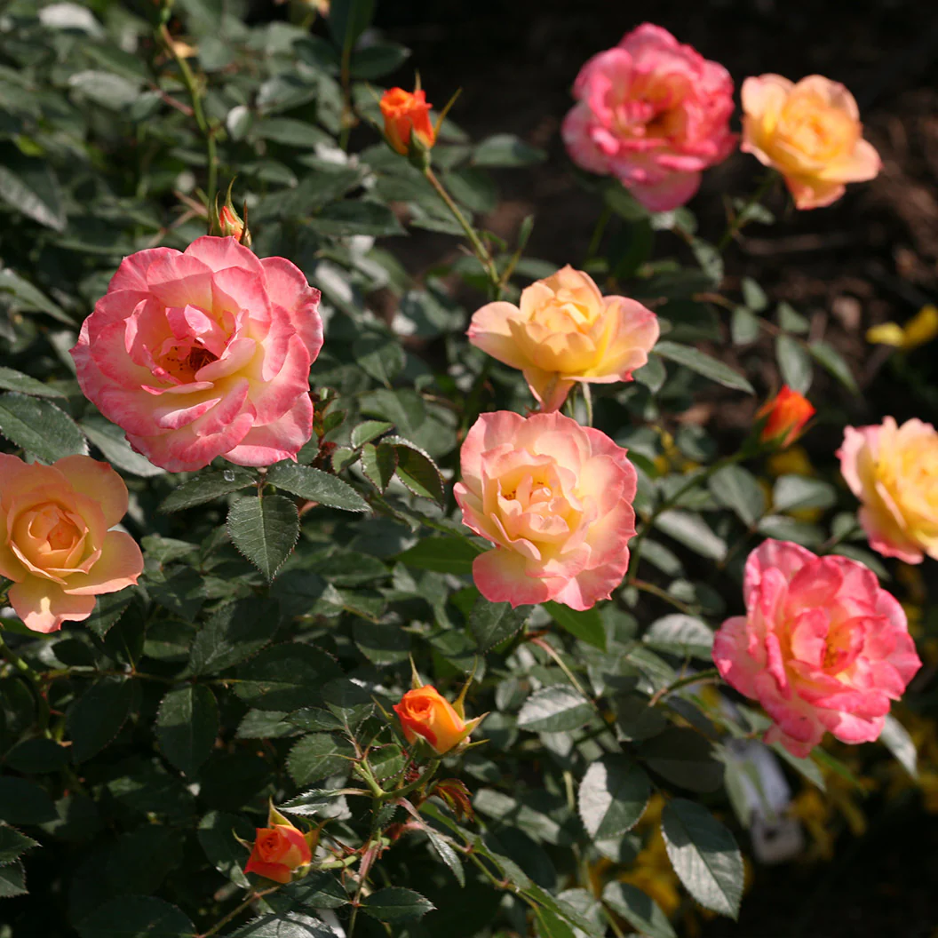 Proven Winners® Oso Easy Italian Ice® Rose Shrub - Image 7