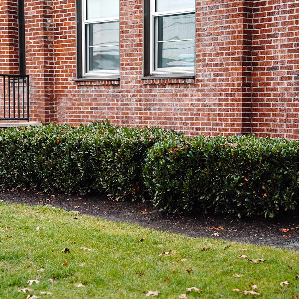 Otto Luyken Cherry Laurel - Image 3