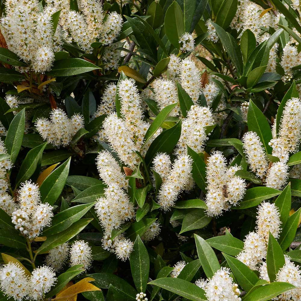 Otto Luyken Cherry Laurel - Image 4